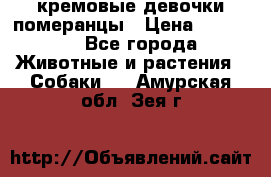 кремовые девочки померанцы › Цена ­ 30 000 - Все города Животные и растения » Собаки   . Амурская обл.,Зея г.